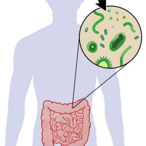 Microbiota intestinal: como o intestino influencia o humor, a energia e a saúde